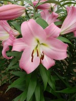 [4187 Super Master(Master) VZ No102.JPG]